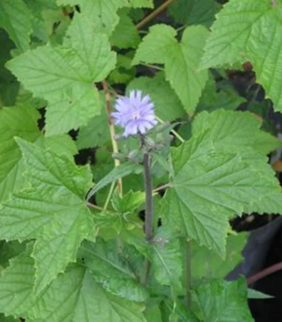 Airome Essential Oil Patchouli