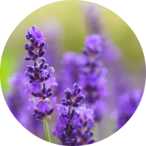 Lavender Absolute - Living Libations
