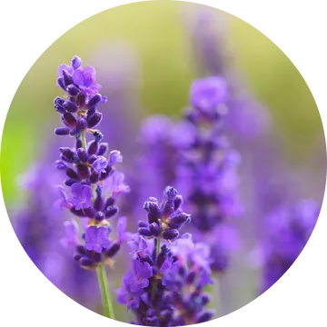 Lavender Absolute - Living Libations